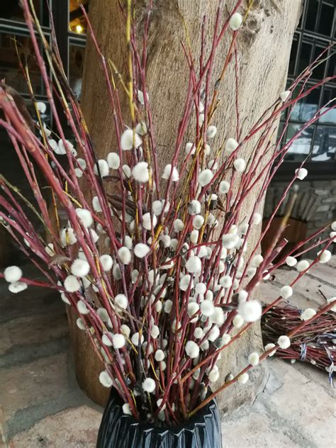 20"-22" Pussy Willow Stems Easter Decor Dried Pussy Willow Branches ...