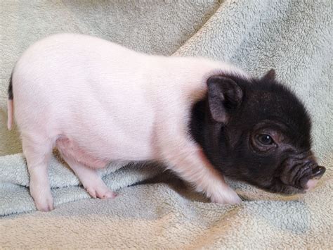 Informational Blog about Mini Pigs as pets - | Cute animals, Animals ...