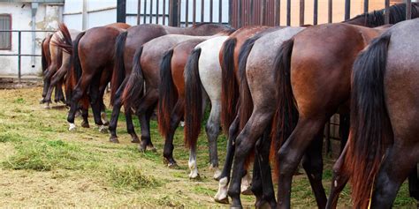 Leadership: You Might Be a Horse’s Ass? - Alive At Work | Joe Contrera