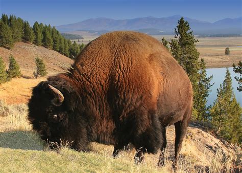 Yellowstone National Park | Facts & History | Britannica