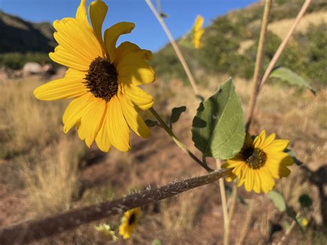 Wasatch Wildflowers: Common Sunflower (Helianthus annuus) - TownLift, Park City News