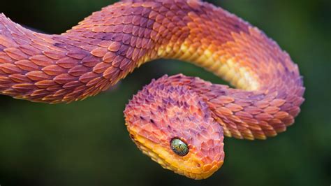 Snake Bush Viper