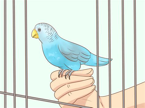 How to Keep a Parakeet Safe Out of Its Cage: 10 Steps