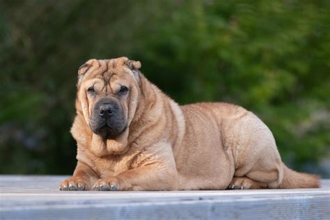 Chinese Shar Pei Mix: Essential Breed Information and Care