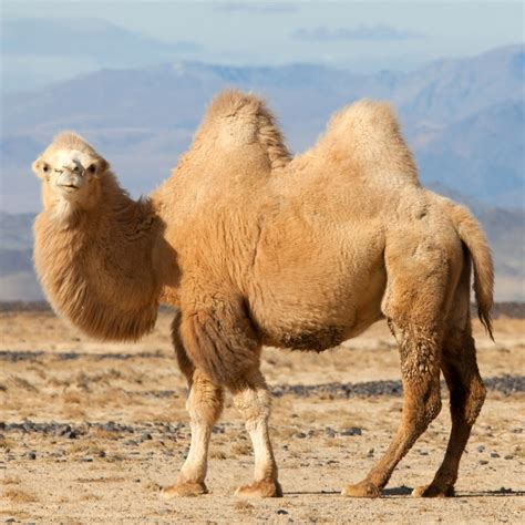 Camel Description, Humps, Food, Types, Adaptations, Facts, 56% OFF