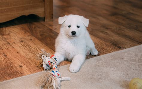 Top Rated East Stroudsburg Veterinarian - Smithfield Animal Hospital