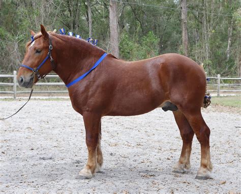 Draft Horse Breed Chart