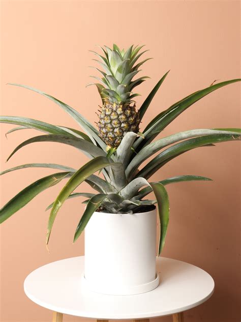 Pineapple Plant Indoor Pineapple Plant: Ananas Ananassoides 6 Inch