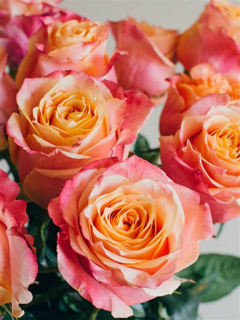 Peach Colored Roses
