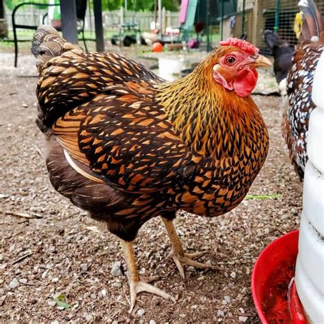 Top 11 Dual Purpose Chicken Breeds - Best for Eggs & Meat