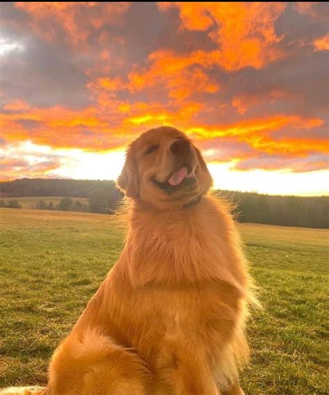 Golden Retriever at Sunset