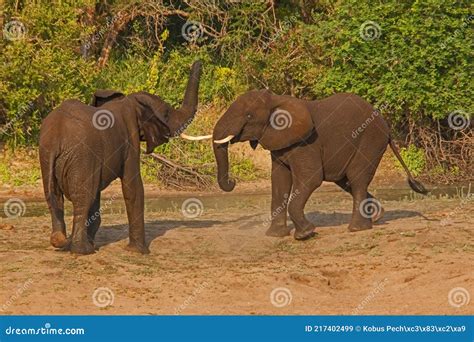 Young African Elephant Bulls Fighting 13671 Stock Image - Image of ...