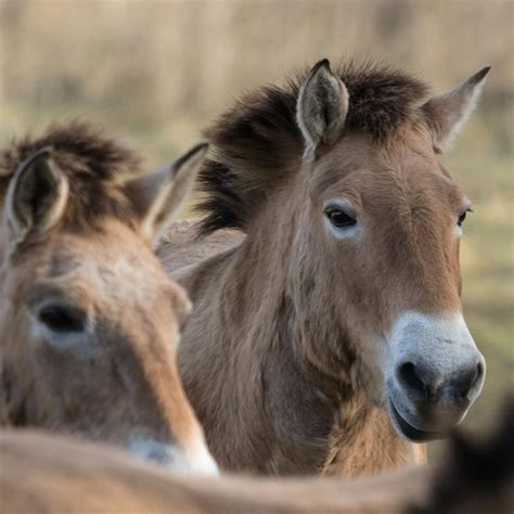 Przewalski's horse - Het Flevo-landschap
