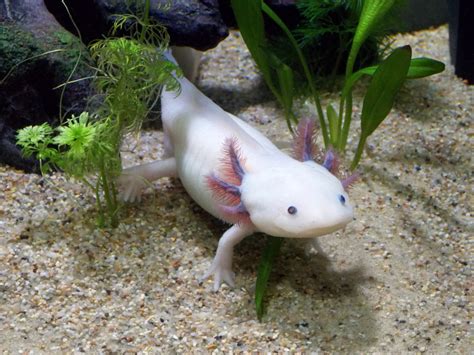 Axolotl As Pets Descriptive Guide On How To Keep&Care - PetShoper