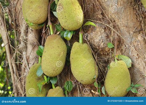 Jackfruit Tree: A Seasonal Delight