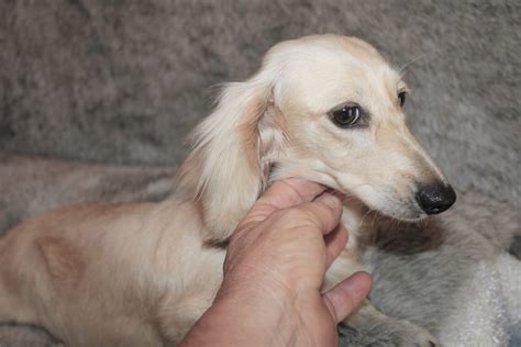 Miniature English Cream Dachshund Puppies for Sale | Select