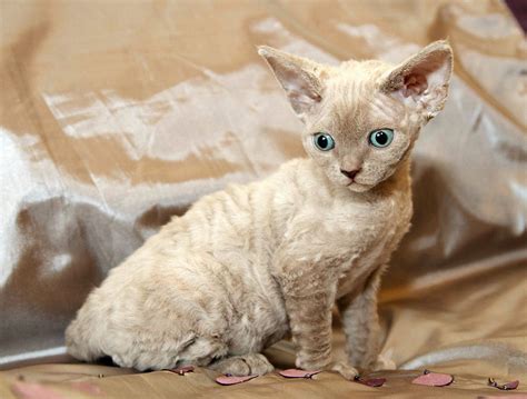 Devon Rex Katze