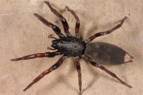 White-tailed spiders - Queensland Museum