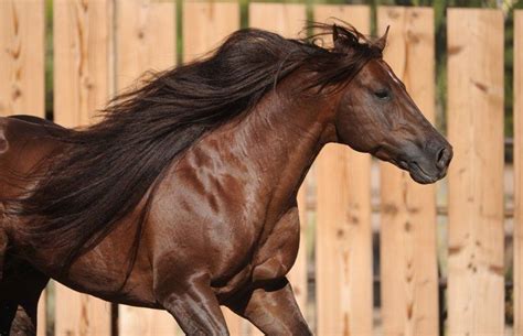 Chocolate Brown Horse