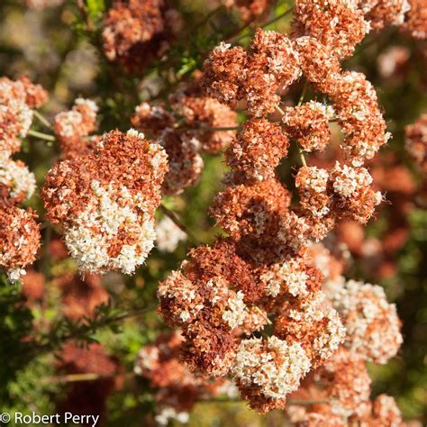 California buckwheat - Waterwise Garden Planner