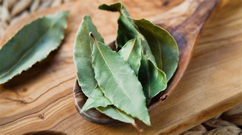 Comment utiliser les feuilles de laurier en cuisine : propriétés, utilisations, bienfaits et culture