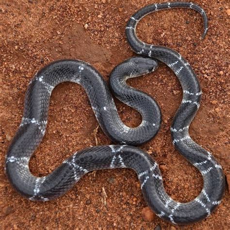 Common krait (Bungarus caeruleus)