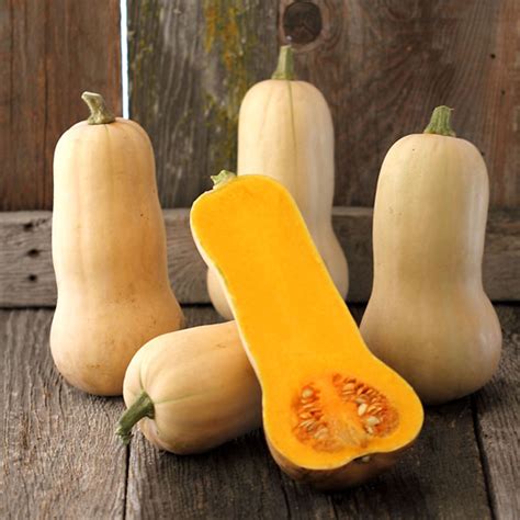 Waltham Butternut Squash - 1/4 LB ~700 Seeds - Non-GMO, Open Pollinated ...