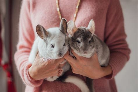 Keeping Chinchillas as Pets: The Good, The Fun, and The Quirky – NewAgePet