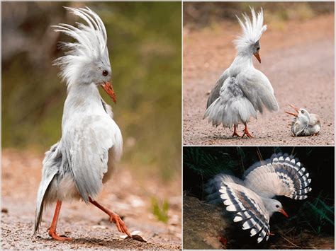 The kagu is a rare, fairly large, flightless bird endemic to New Caledonia. Instead of flight ...
