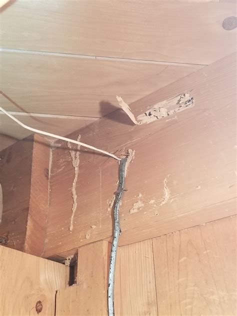 Termites In Ceiling Joists | Shelly Lighting