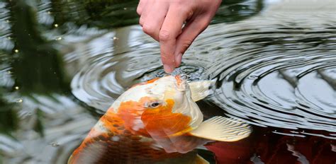 What and How to Feed your Koi - Family Pet Centre