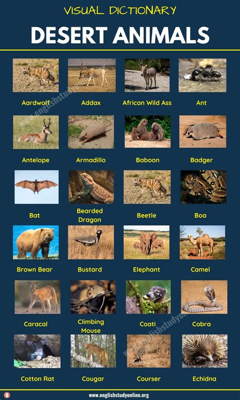Desert Animals: List of 60+ Animals That Live in the Desert with ...