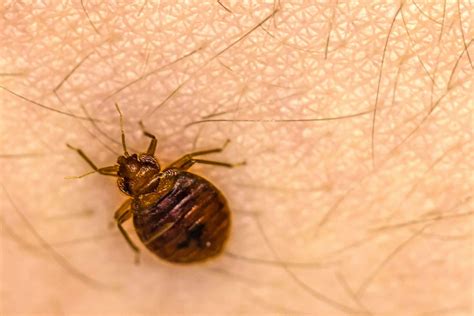 Are Bed Bugs Attracted To Moisture at Kate Gask blog