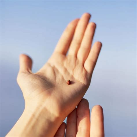 Biblical Meaning of Ladybugs - Bible Wings