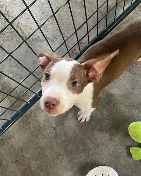 Barely Used Pets (@barely_used_pets) • Instagram photos and videos