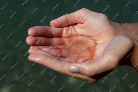 Premium Photo | Beroe cucumis or mnemiopsis leidyi in female hands, closeup. ctenophora phylum ...