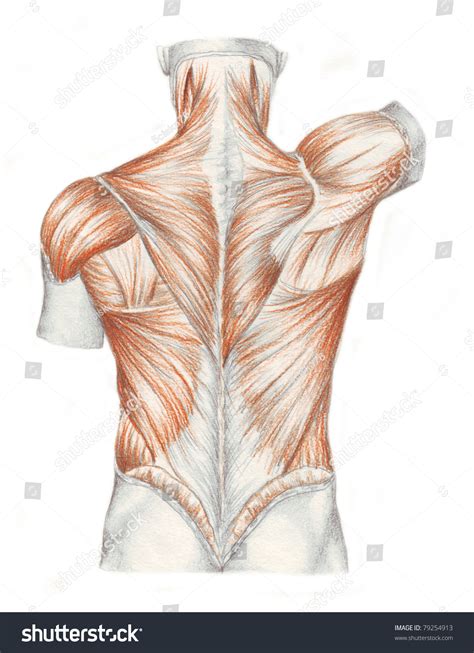 Back Muscles Of The Human Body at Alfred Humphries blog