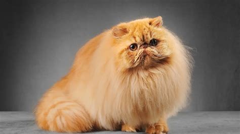 Persian Cats Guide in Malaysia (For Sell, Adopt, Care Tips)
