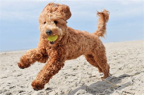 Full Grown Fb Goldendoodle