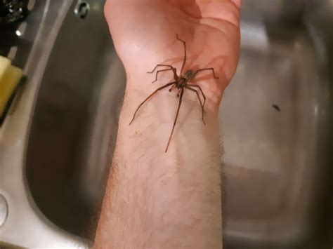 10000 best r/spiders images on Pholder | Found this guy while stocking ...