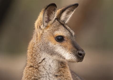 What Is A Wallaby