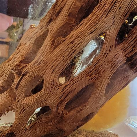 Please Help! New to jumping spiders, is he molting, or dying? : r ...