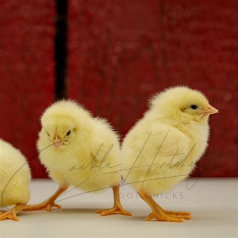 Jumbo Cornish Cross Broiler Meat Chicken For Sale | Cackle Hatchery®