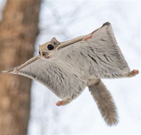 Adorable Flying Squirrel