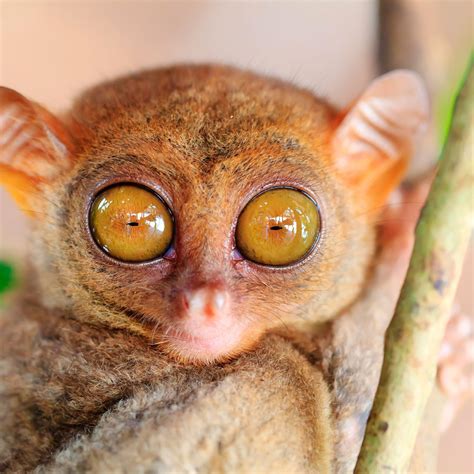 Unleash the Cuteness - Cute Animals Big Eyes Photos That Will Brighten ...