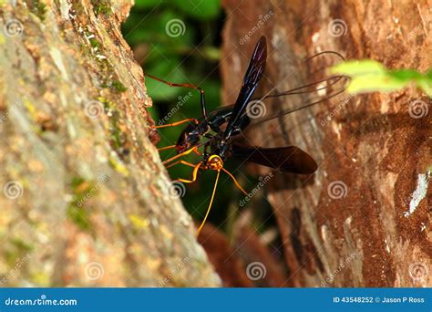 Giant Ichneumon Wasps In Illinois Royalty-Free Stock Photography ...