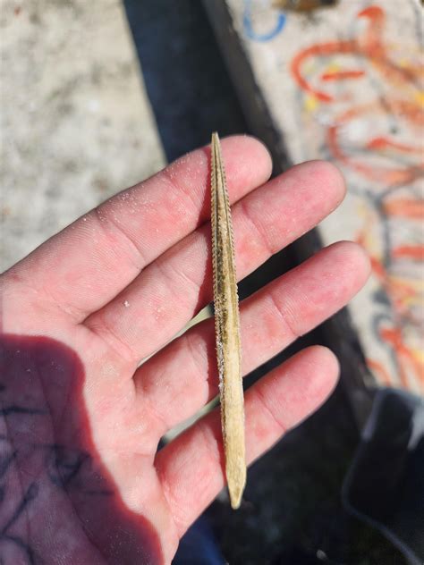 Stingray barb : r/beachcombing