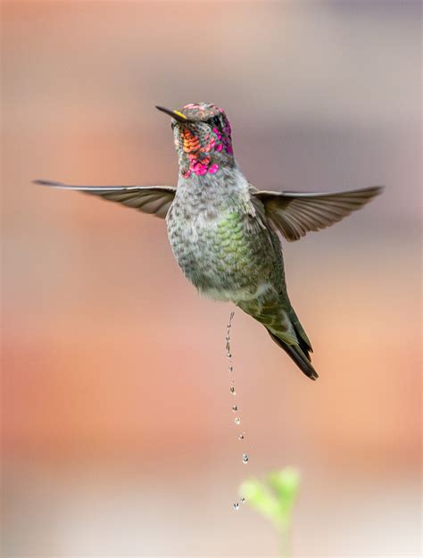 Do Birds Pee? Hummingbirds Do—a Lot | Audubon