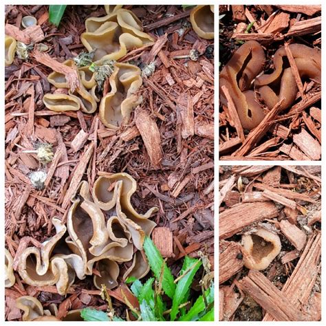 Weird and Stinky Fungus in Your Mulch? Get Rid of It Quick - The ...