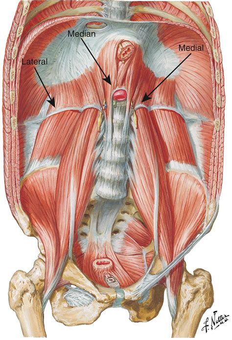Median Arcuate Ligament Syndrome: Pathophysiology, Diagnosis, and ...